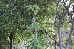 Wollemia nobilis