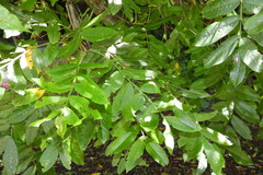 Pterocarya stenoptera