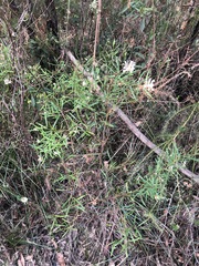 Grevillea linearifolia