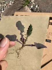 Sonchus oleraceus