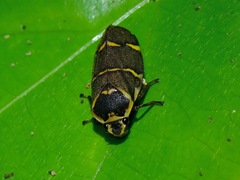 Cercopidae