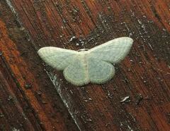 Idaea subsericeata