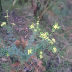 Pimelea flava flava