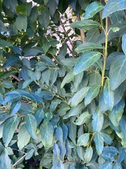 Ligustrum ovalifolium