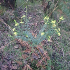 Pimelea flava flava