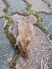 Apodemus flavicollis