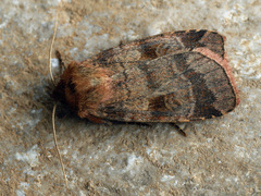 Paradiarsia punicea