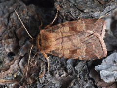 Paradiarsia punicea