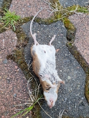 Apodemus flavicollis