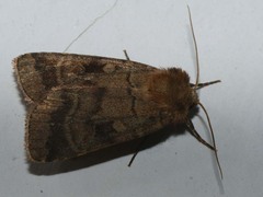 Paradiarsia punicea