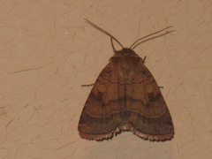 Paradiarsia punicea
