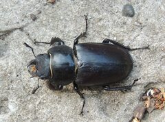 Lucanus cervus