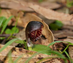 Corybas diemenicus