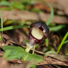 Corybas diemenicus