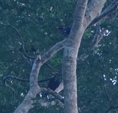 Gracula religiosa