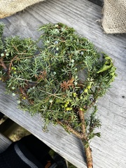 Suaeda maritima