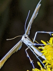 Gillmeria pallidactyla