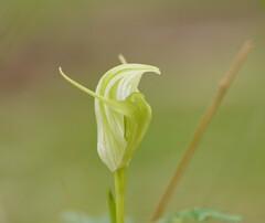 Pterostylis alpina