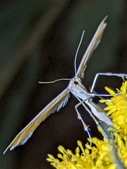 Gillmeria pallidactyla