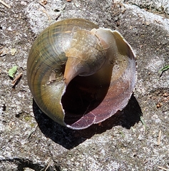 Ampullariidae