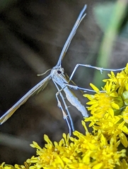 Gillmeria pallidactyla