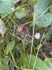 Rubus saxatilis