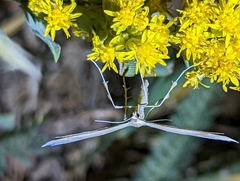 Gillmeria pallidactyla