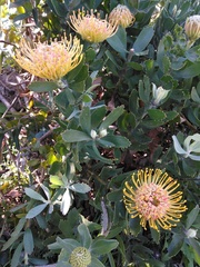 Leucospermum × hybridum