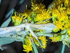 Gillmeria pallidactyla