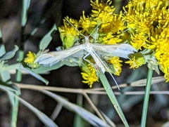 Gillmeria pallidactyla
