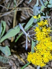Gillmeria pallidactyla