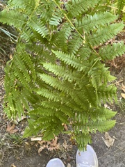 Pteridium