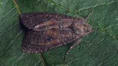 Parastichtis suspecta