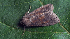 Parastichtis suspecta
