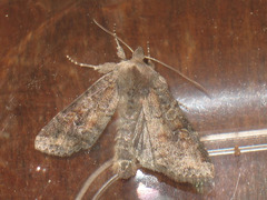 Parastichtis suspecta