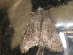 Parastichtis suspecta