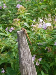 Sympetrum striolatum