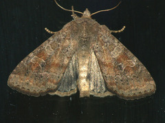 Parastichtis suspecta