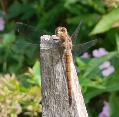 Sympetrum striolatum