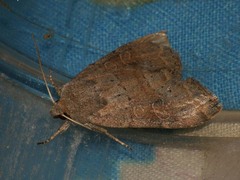 Parastichtis suspecta