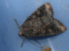 Parastichtis suspecta