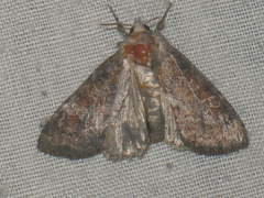 Parastichtis suspecta