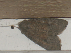 Parastichtis suspecta