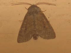 Parastichtis suspecta