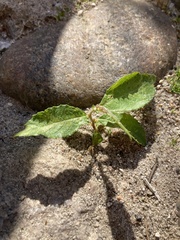 Magnoliopsida