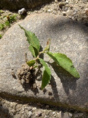 Magnoliopsida
