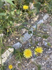 Sonchus