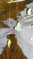 Alisma plantago-aquatica