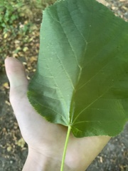 Tilia platyphyllos