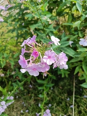 Phlox paniculata